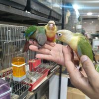 بورس شاه طوطی ملنگو گرینچیک کاملا دستی|پرنده|تهران, نارمک|دیوار
