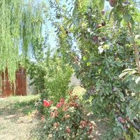 باغچه-زمین-بافت-سهیلیه-آغچه-حصار-کردان