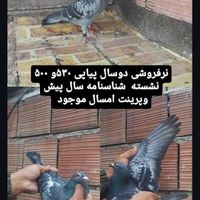 کبوتر جاده مابقه رفته|پرنده|گنبد کاووس, |دیوار