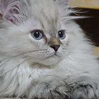 بچه گربه بریتیش چینچیلا|گربه|تهران, اکباتان|دیوار