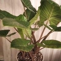 گل بابا آدم تنه کبود (تنه قرمز)|گل و گیاه طبیعی|کرج, شهرک امام رضا|دیوار