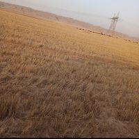 زمین-دیم-کشاورزی-حدود-3000-متر