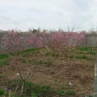 باغچه-چهاردیواری