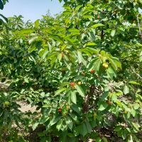 باغ-در-شبستر-با-آب-وبرق-استخر-شنا-آبیاری-قطره-ای