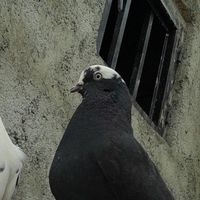 کبوتر گمشده|اشیا|کرج, شهرک امام رضا|دیوار