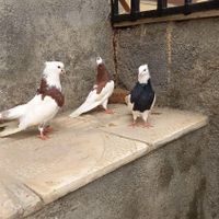 کبوتر|پرنده|کرمانشاه, |دیوار