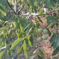 باغ-انگور-با-دویست-هفتاد-بوته-ودرخت-و-اب-دایم