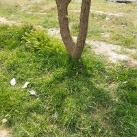 اجاره-مرغداری-سی-هزاری