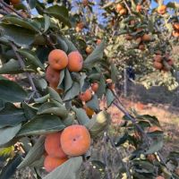 باغ-1000متری-توسکستان