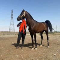 نریون عرب دوسر وارداتی|اسب و تجهیزات اسب‌سواری|تهران, آبشار|دیوار