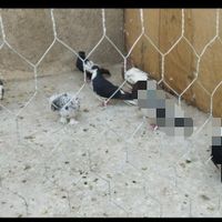 کبوتر شهری سبز|پرنده|فسا, |دیوار