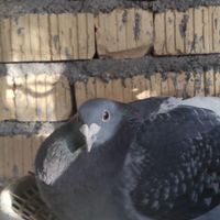 نرو ماده مسافتی|پرنده|فسا, |دیوار