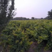 باغ-انگور-حصارساتی