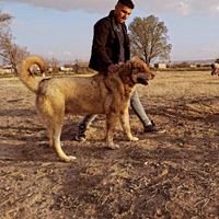 بالتو ۱۳ماهه|سگ|تبریز, |دیوار