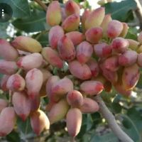 فروش-باغ-پسته