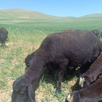 شیشک میش داشتی قزل مال نمونه داشتی|حیوانات مزرعه|ازنا, |دیوار