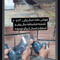 کبوتر جاده مابقه رفته|پرنده|گنبد کاووس, |دیوار