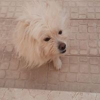 سگ پاکوتاه نر|سگ|شاهرود, |دیوار