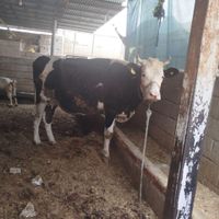 گاو         سیمینتال          نژاد|حیوانات مزرعه|دزفول, |دیوار