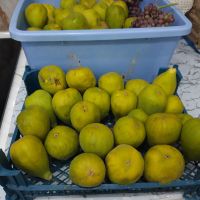 باغ-میوه-تفریحی-یوسف-رضا