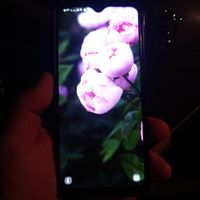 سامسونگ Galaxy A30s با حافظهٔ ۱۲۸ گیگابایت|موبایل|اصفهان, درب کوشک|دیوار