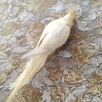 لوتینو  4ماهه بسیار باهوش|پرنده|کامیاران, |دیوار