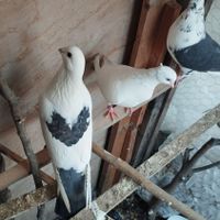 یک عدد تیکه پاره|پرنده|رشت, جانبازان|دیوار