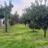 زمین-چهار-دیواری-باغ-پرتقال-ویلایی