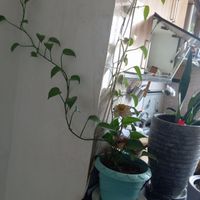 گل طبیعی  پیچک 10متر|گل و گیاه طبیعی|تهران, فلاح|دیوار