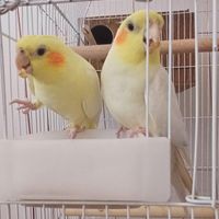 عروس/هلندی/جوجه/دستی/رام جوان|پرنده|گلپایگان, |دیوار