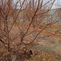 باغچه-قاسم-اباد-بزرگ-هشتگرد