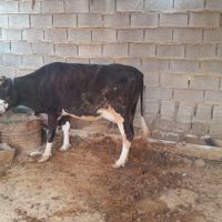 ۳عددگاو مارون ۳روستای بیت صیوان هلیچی|حیوانات مزرعه|رامشیر, |دیوار