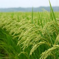 18-هزار-متر-زمین-شالیزار-رستمکلا