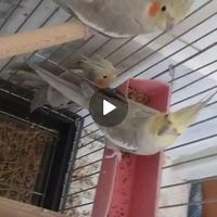 عروس هلندی سه عدد|پرنده|اصفهان, بهاران|دیوار
