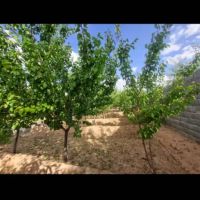 فروش-باغ-و-ویلا-و-قطعات-ویلایی-در-خسروشاه-زیر-قیمت