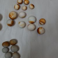 سنگ آسیاب|جواهرات|نیشابور, |دیوار