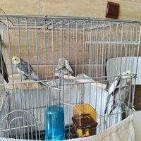 عروس هلندی بازیگوش|پرنده|تهران, دردشت|دیوار