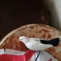 پرنده کبوتر دم سیاه|پرنده|بهبهان, |دیوار