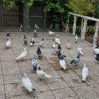 کفتر پرشی|پرنده|تهران, خاوران|دیوار