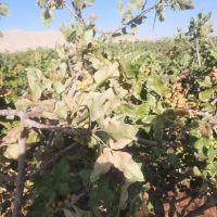 فروش-کشاورزی-صنعتی