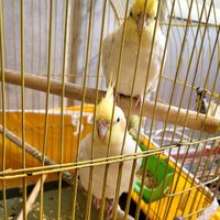 عروس هلندی سخنگو|پرنده|سمیرم, |دیوار
