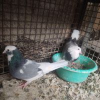 شازده سبز نرو ماده کبکی|پرنده|تهران, بهارستان|دیوار