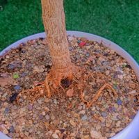 کاکتوس گل آپاتمانی بنسای خرفه گلدان سرامیکی|گل و گیاه طبیعی|تهران, مسعودیه|دیوار