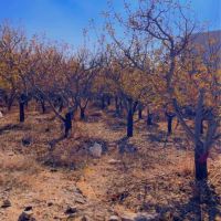 دو-قطعه-باغچه-200و250متری-جابان-با-همه-انشعابات