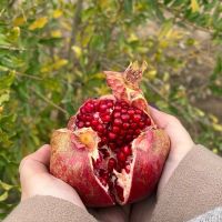 فروش-باغچه-ویلایی-600-متری