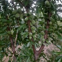 فروش بهترین نهال های بن دار یک تا پنج ساله|خدمات باغبانی و درختکاری|اصفهان, احمدآباد|دیوار