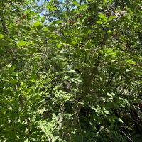 فروش-1260-متر-زمین-باغی