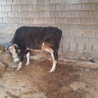 ۳عددگاو مارون ۳روستای بیت صیوان هلیچی|حیوانات مزرعه|رامشیر, |دیوار