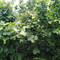 خونه باغ زیباروستای زیبای وشنوه بخش کهک|فروش زمین و ملک کلنگی|قم, شاه سید علی|دیوار