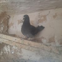 جوجه پولکی چاپی|پرنده|مشهد, شهرک شیرین|دیوار